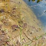 Juncus filiformis Blad