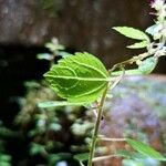 Droguetia gaudichaudiana Hoja