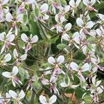 Pelargonium tomentosum Blomma