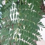 Caesalpinia pulcherrima পাতা