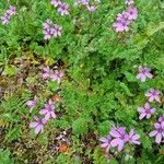 Erodium cicutarium موطن