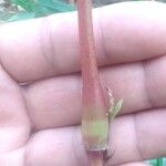 Persicaria hydropiper പുറംതൊലി