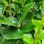 Acokanthera schimperi Blatt