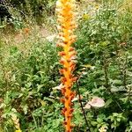 Orobanche flava Flower