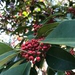 Ilex rotunda Fruit