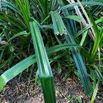 Pandanus odorifer Leaf