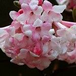 Viburnum × bodnantense Žiedas