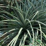 Puya chilensis Habitatea
