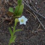 Nicotiana quadrivalvis Flor