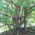 Parrotia subaequalis Hábito