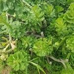 Aeonium undulatum Лист