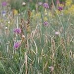 Allium strictum Buveinė