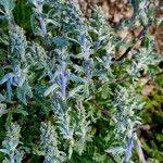 Artemisia genipi Habit