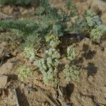 Lomatium dasycarpum Хабит