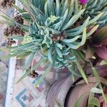 Dudleya edulis Hoja