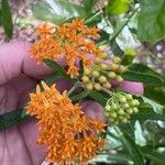 Asclepias tuberosaപുഷ്പം