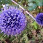 Echinops ritroÕis