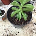 Peperomia dolabriformis Folha