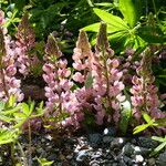 Lupinus polyphyllus Autre