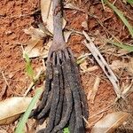 Cecropia peltata ഫലം