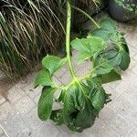 Sauromatum venosum Hoja