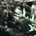 Hubertia tomentosa Frunză