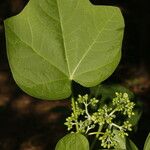 Jatropha curcas Blatt