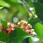 Syzygium aromaticum Blüte