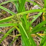 Scirpus atrovirens Likasa