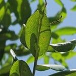 Pimenta racemosa Fruit