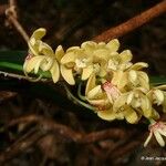 Dendrobium gracilicaule ᱵᱟᱦᱟ