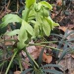 Helleborus foetidus Hoja