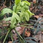 Helleborus foetidus Folha