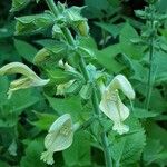 Salvia glutinosa Floro