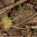 Trifolium suffocatum Habitus