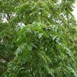 Juglans mandshurica Hábito