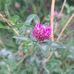 Trifolium alpestreFrunză