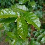 Campomanesia phaea Leaf