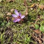 Crocus sativus Цветок