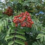 Sorbus scopulina Hedelmä