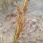 Juncus maritimus Fruct