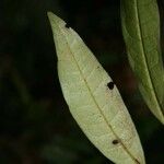 Duguetia calycina ഇല