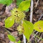 Galeopsis bifida Květ