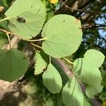 Cercidiphyllum japonicum 葉