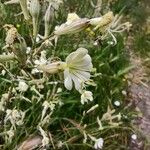 Silene italica Blüte