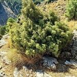 Juniperus oxycedrus পাতা