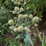 Eryngium yuccifolium Blad