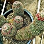 Mammillaria standleyi Hoja