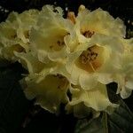 Rhododendron macabeanum Çiçek