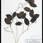 Strychnos mattogrossensis Fuelha